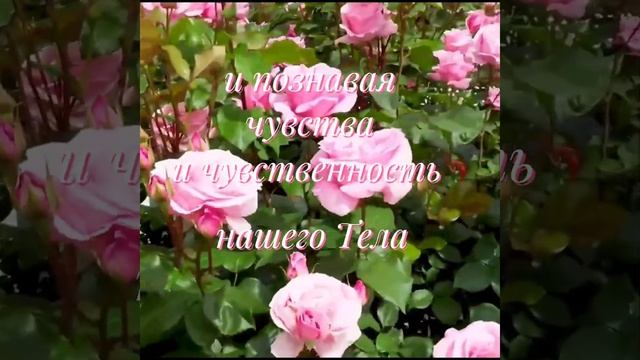 Ключ Перехода 28. Чувства и чувственность. смотреть онлайн