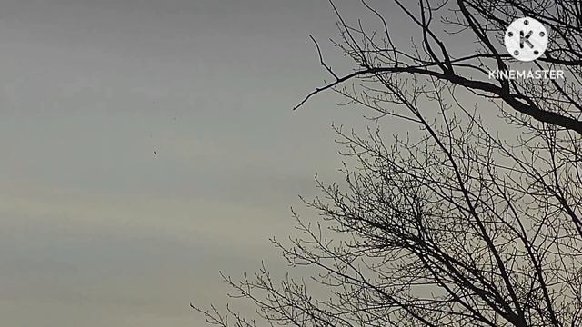 crow hunting, кроухантинг, slug 1.03gr, доберман ПСП буллпап смотреть онлайн