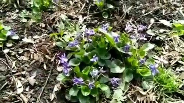 Подснежники смотреть онлайн