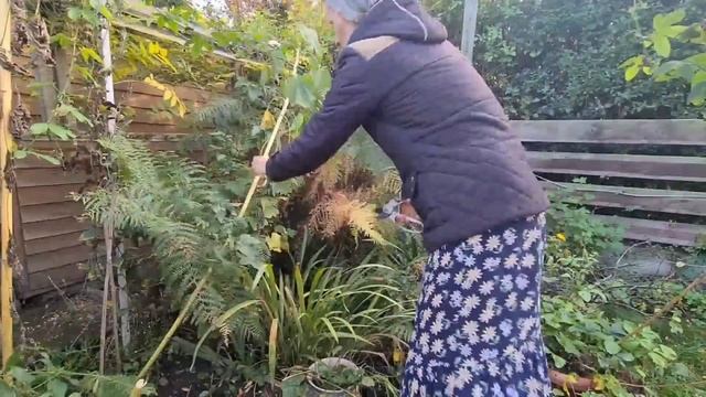 Пасифлора чудо растение с которым я борюсь смотреть онлайн