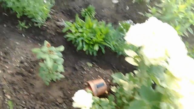 Небольшой обзор цветов. Лилия—роза, древовидная гортензия... 25.07.18 смотреть онлайн