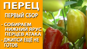 Перец. Обзор на 09 августа 2022. Первый сбор с нижнего яруса. Перец Атака и перец Джипси.