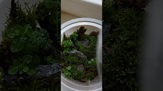 Лесной мох дома, мохариум, флорариум. смотреть онлайн