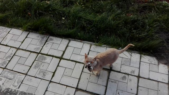 КОТ ПОЙМАЛ И СЪЕЛ ПТИЦУ!!! ПРИКОЛЫ С КОТАМИ