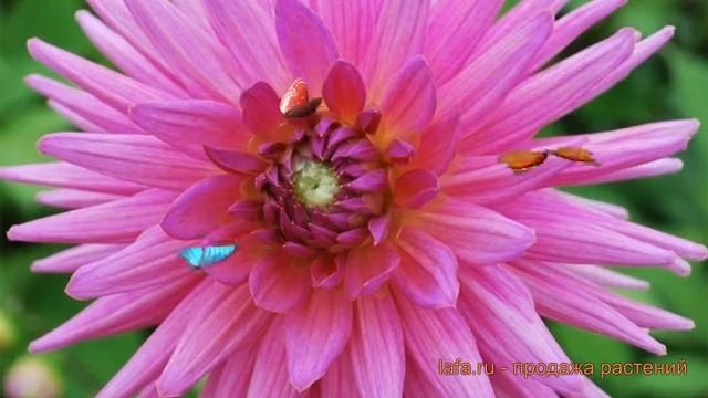 Георгина кактусовая Шугар Даймонд ? обзор: как сажать, луковицы георгины Шугар Даймонд смотреть онлайн