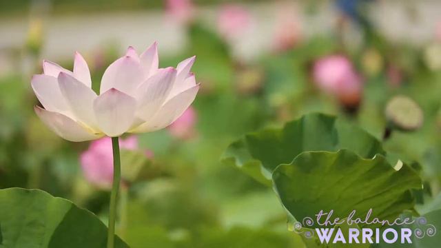 20 Minute Guided Power Nap Meditation [Female Voice] смотреть онлайн