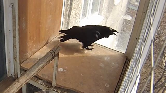 Ворон разговаривает сам с собой смотреть онлайн