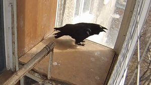 Ворон разговаривает сам с собой