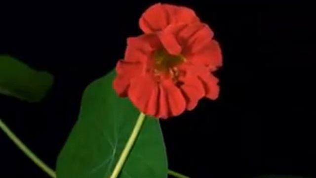 ПУСТЬ РАССКАЖУТ ЦВЕТЫ муз и сл БУДРЕВИЧ Е П МАЛЫГИН А Г смотреть онлайн