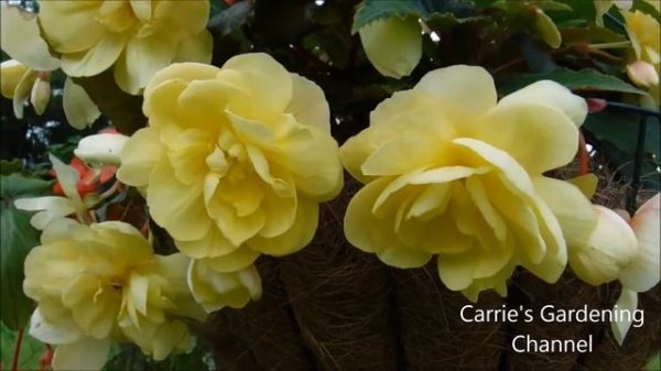 Illumination Mix Begonias, how to grow illuminations begonias, illuminations begonia flowers