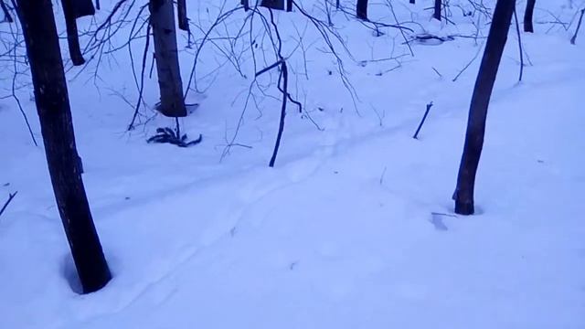 Куница смотреть онлайн