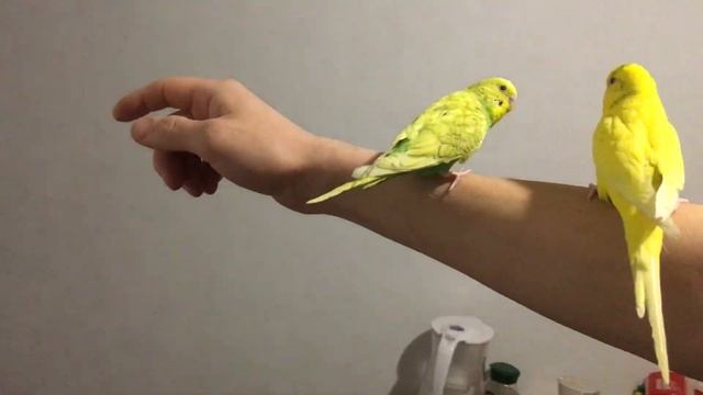 как я приучаю попугаев садится на палец ) смотреть онлайн