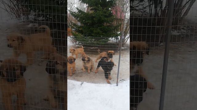 Щенки Бурят-Монгольского Волкодава 18 февраля 2020 г. смотреть онлайн