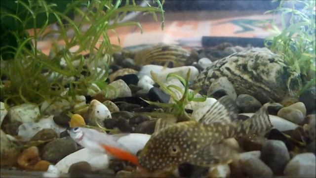 Сом ест неона смотреть онлайн