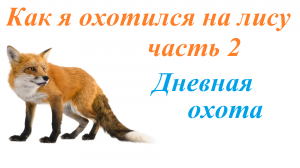 Дневная видео охота на лису. Daytime Video Fox Hunt