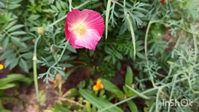 Дача ? Эшшольция цветет!!!! #дача #цветник #цветынадаче #эшшольция #розы #цветыцветут