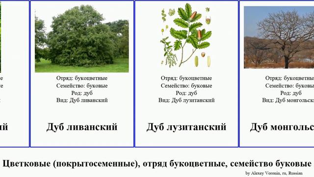 Цветковые (покрытосеменные), отряд букоцветные, семейство буковые дуб каштан Angiosperms Modern
