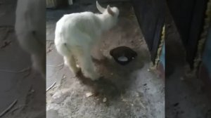 Понос у козлят в первые дни жизни