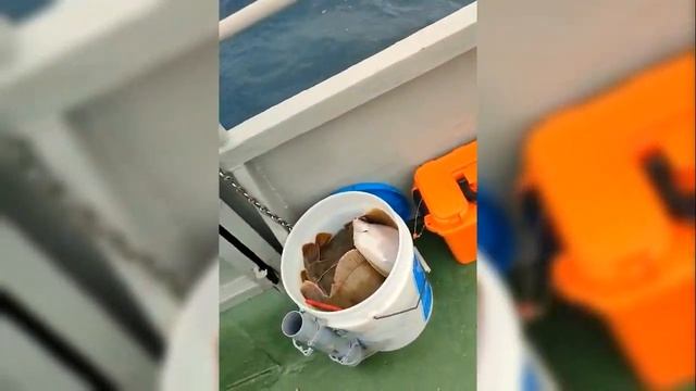 Сегодня у нас хорошая камбала, крупная! смотреть онлайн