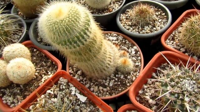 Кактусы засыпают. Мелокактусы с плодами. смотреть онлайн