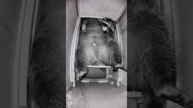 енотик смотреть онлайн