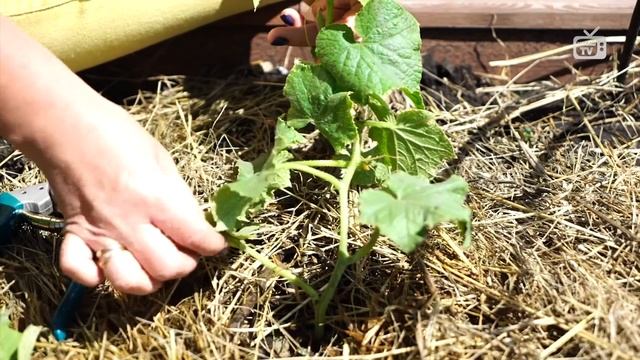 Формировка огурцов ?Выращиваем овощи правильно ? смотреть онлайн