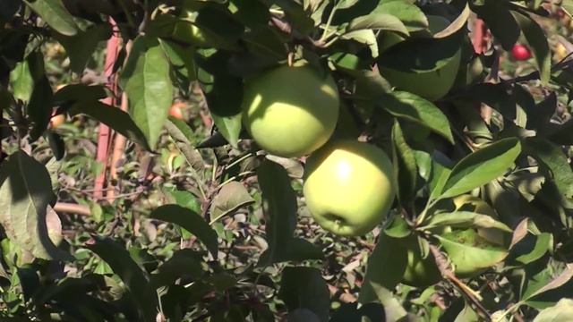 Golden Delicious Apple - yellow to green sweet/bland flavor ! смотреть онлайн