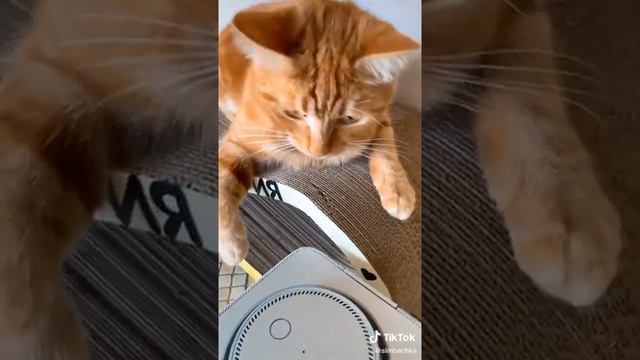 Симбу збила машина и он в коме 😭😭😭 смотреть онлайн