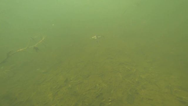 Игра свимбейта LiveTarget Blueback Herring Swimbait 114FS. Подводные съемки. Underwater