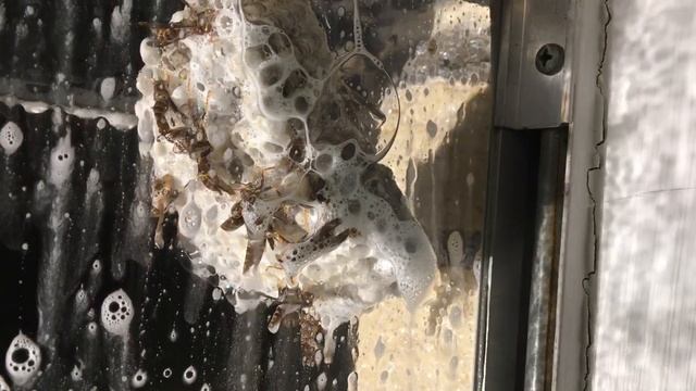 WASPS vs DISH SOAP (Pressure Washer Style!) смотреть онлайн