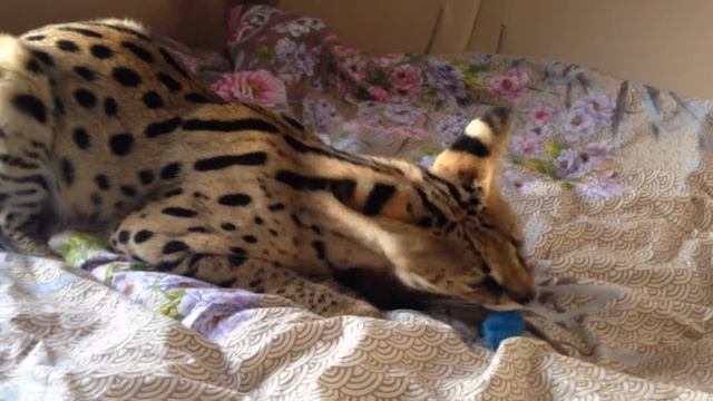 Serval Leo Ручной сервал Лео смотреть онлайн