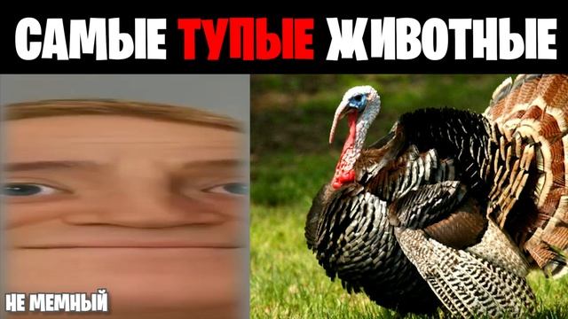 Мистер исключительный идиот (Самые тупые животные)