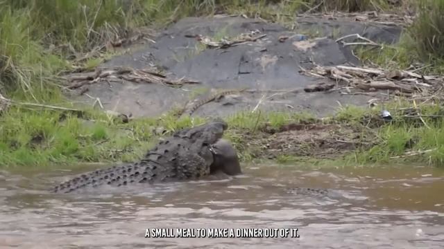Crocodile Cut Off a Zebra's Head And Swallows It смотреть онлайн