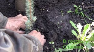 Голубая Ель. Эффективный Способ Размножение Голубой Ели Черенками.