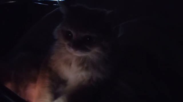 У РЫЖИКА СВОЙ ДОМАШНИЙ КИНОТЕАТР. (1)