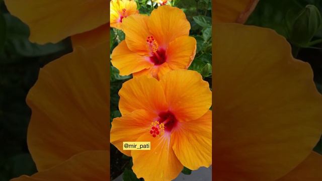 ГИБИСКУС ИЛИ КИТАЙСКАЯ РОЗА КАК ВЫРАСТИТЬ ПЫЩНОЕ И СИЛЬНОЕ РАСТЕНИЕ смотреть онлайн