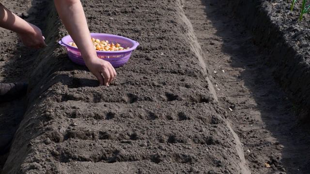 Garlic History And Seasonal Availability