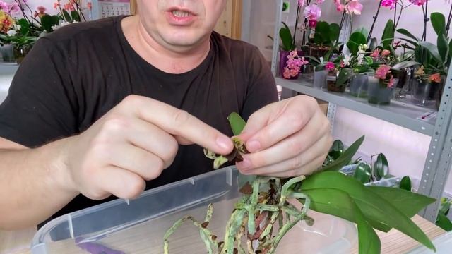 ПЕРЕСАДКА ОРХИДЕИ что/как и почему не обрабатываю ЭТИ корни орхидеи от болезней и СТИМУЛИРУЮ смотреть онлайн