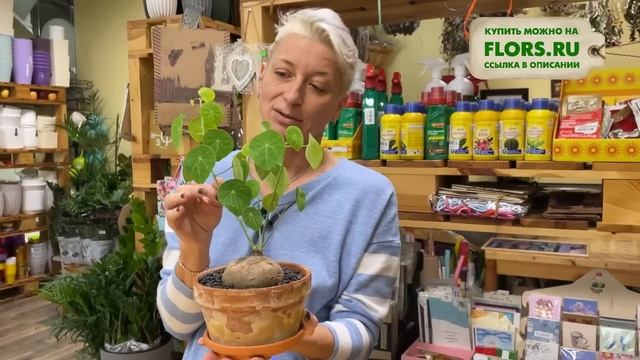 Стефания Эректа - необычное экзотическое растение | Удивительное комнатное растение