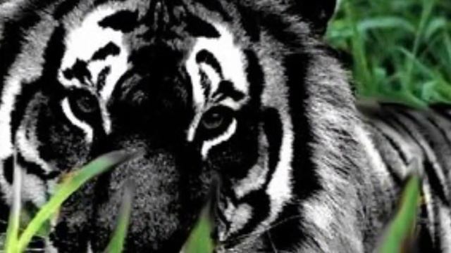 тигр Меланист и Бенгальскии́ тигр смотреть онлайн