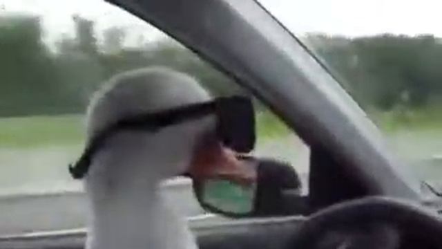 Гусь га га смотреть онлайн
