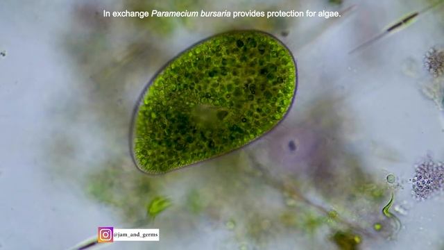 Microscopic Life смотреть онлайн