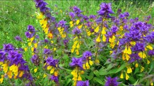 Екатерина Шаврина и Михаил Котляр   Иван да Марья —