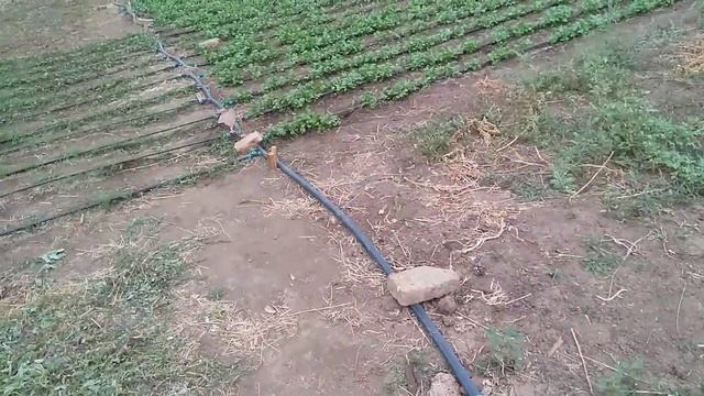 Система полива в теплице. Выращивание зелени смотреть онлайн