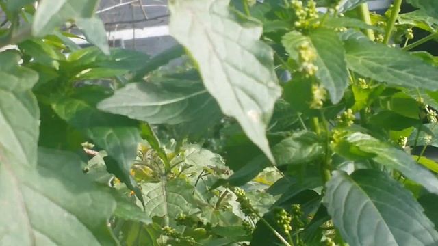 Коротко о зимней погоде в Кёльне смотреть онлайн