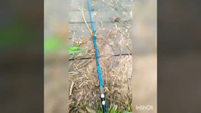 Як зловити Окуня, Лина, Ляща, Плотву весною /Супер рибалка на маленьку вудку #easyupe смотреть онлайн