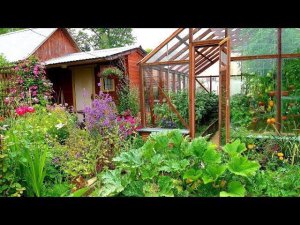 Всего наросло пока нас не было:)Обзор огорода и сада 12 июля.