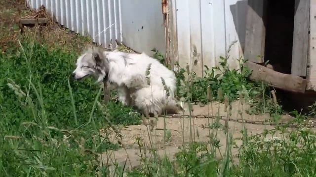 Зловёщий Сторожевой Пес Краснодарского края смотреть онлайн