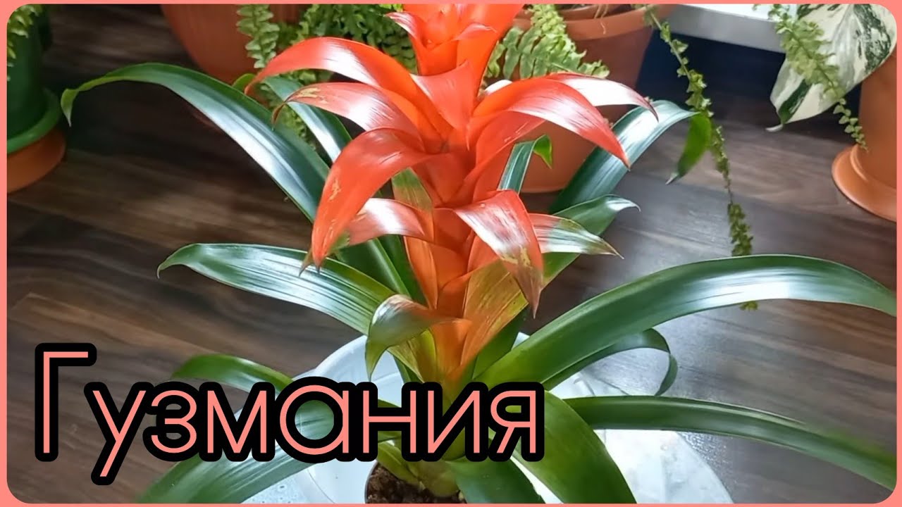 ГУЗМАНИЯ?Неоправданно забытый новичок?Наблюдения?Опыт?Бромелиевые?Уход?Содержание?Полив?