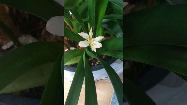 Кливия. смотреть онлайн